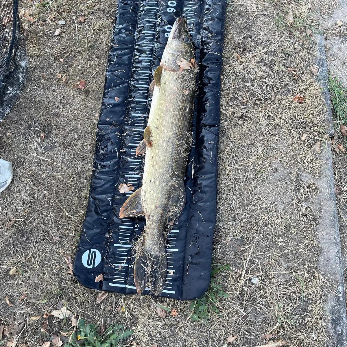 Northern pike caught on Fishbrain