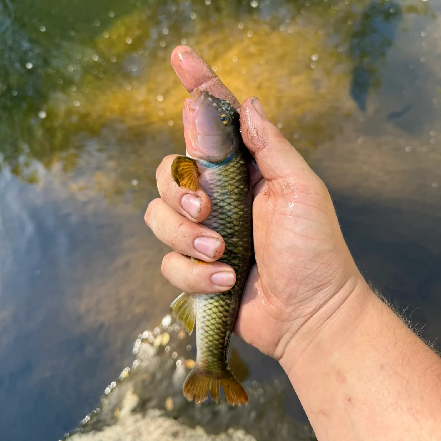 The most recent River chub catches on Fishbrain