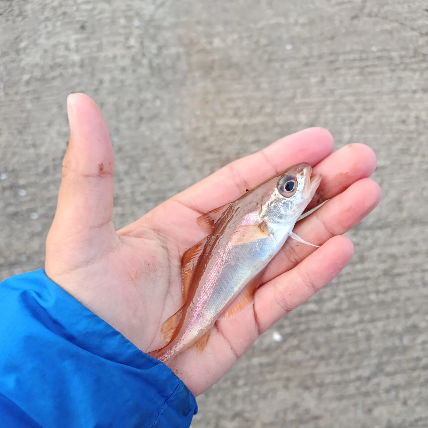 The most recent Poor cod catches on Fishbrain