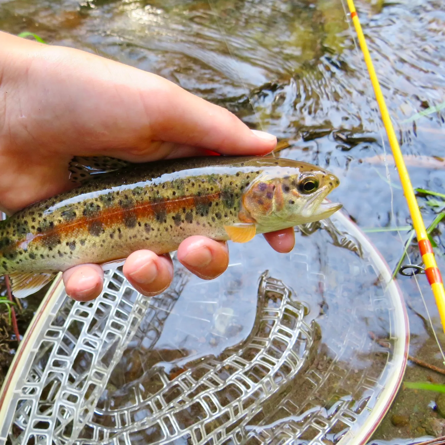 The most recent McCloud river redband trout catches on Fishbrain