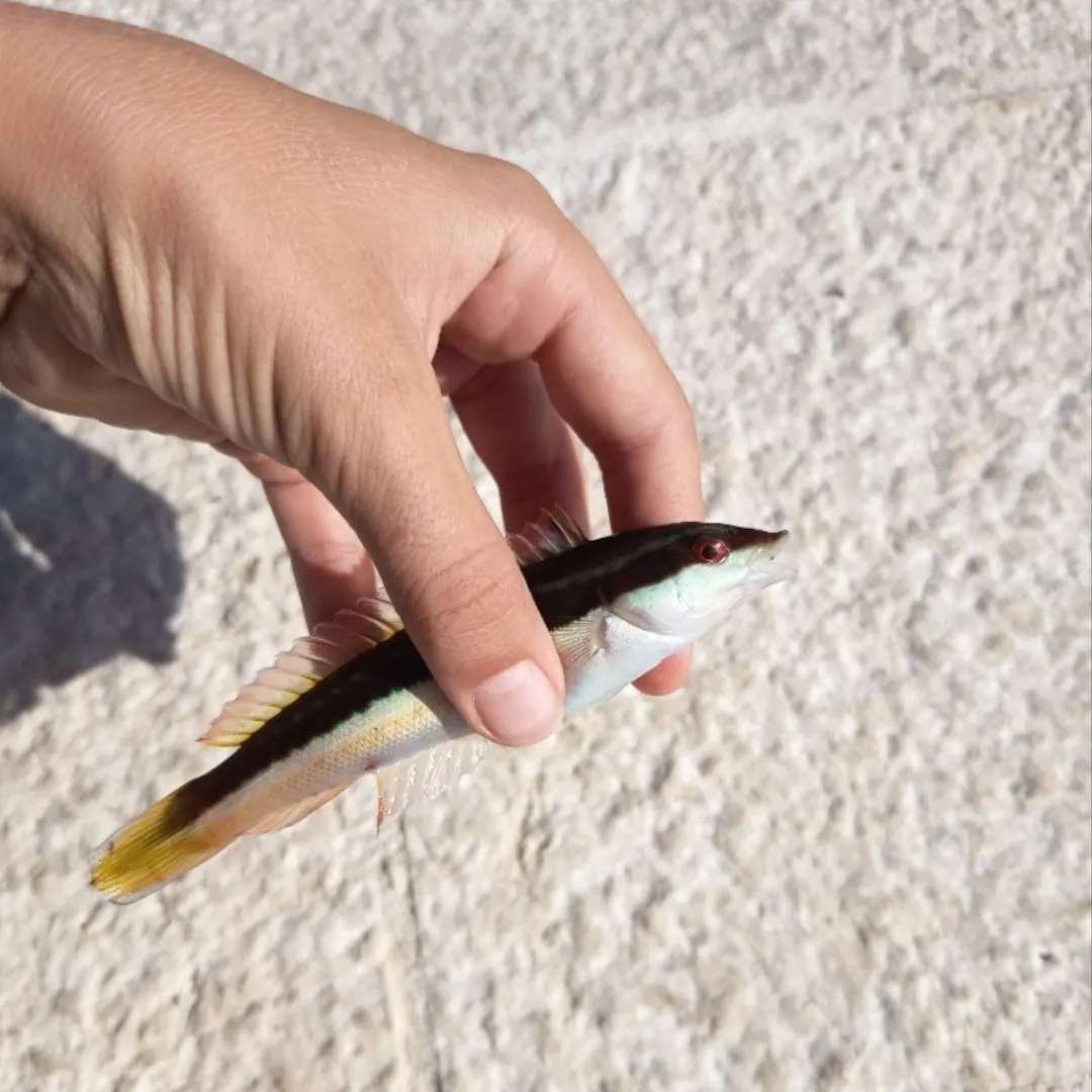 Mediterranean rainbow wrasse caught on Fishbrain
