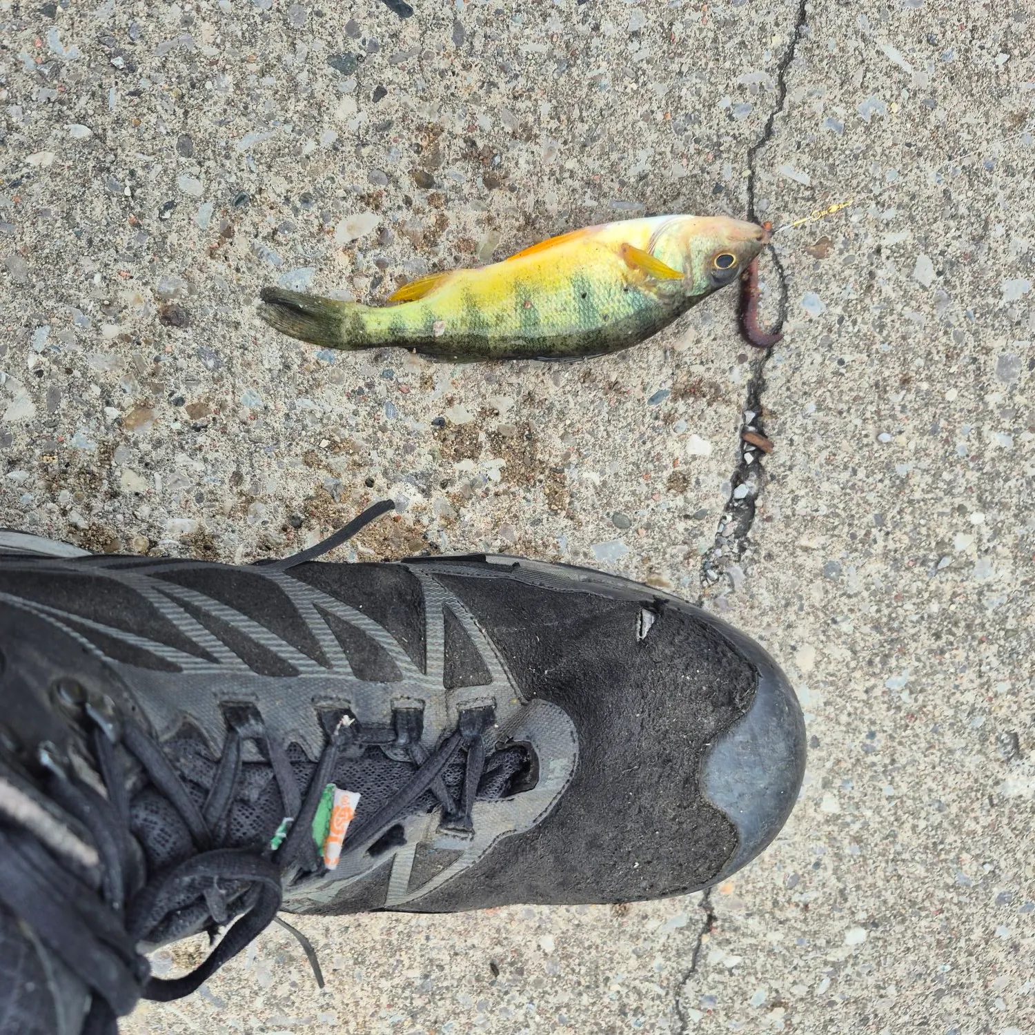 Yellow perch caught on Fishbrain