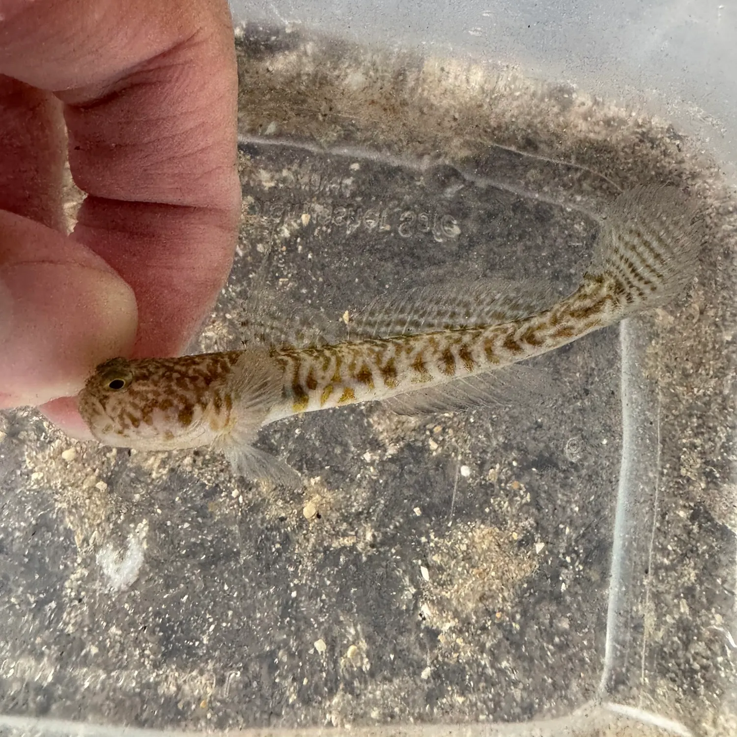 The most recent Orangespotted goby catches on Fishbrain