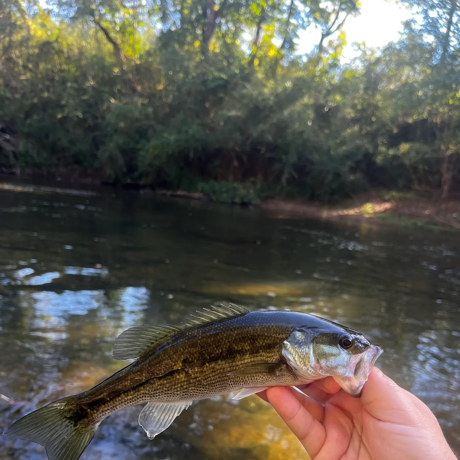 Spotted bass caught on Fishbrain