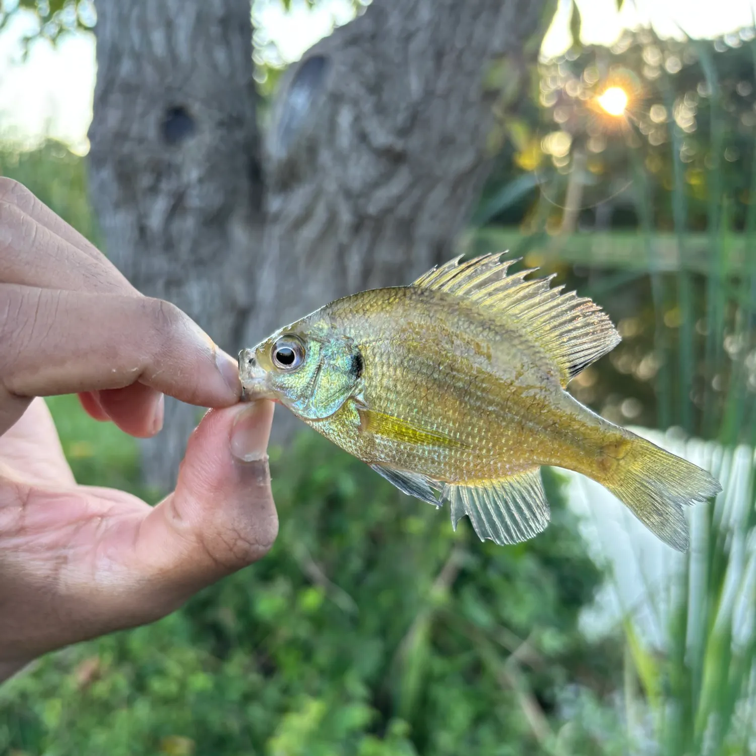 Bluegill caught on Fishbrain
