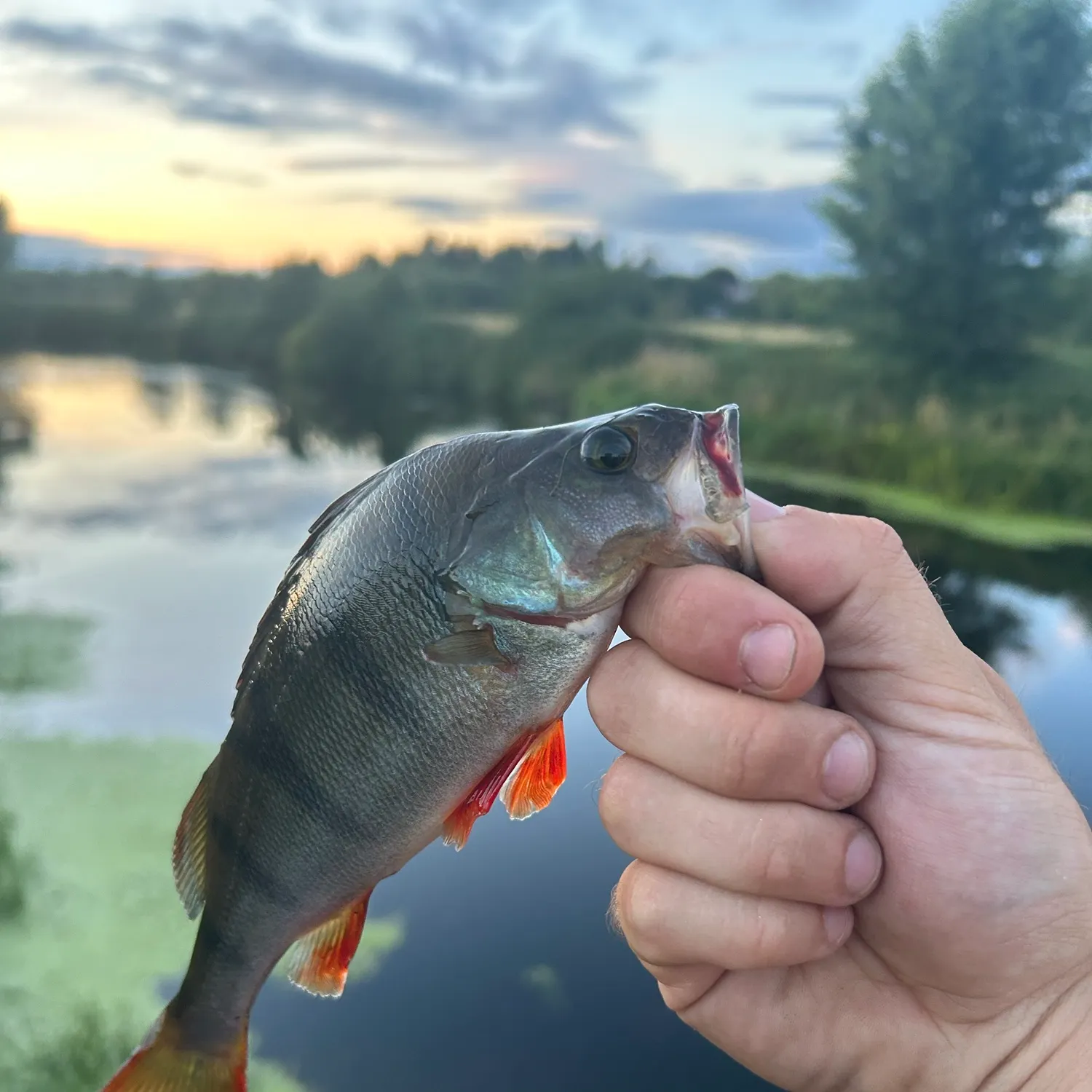 European perch caught on Fishbrain