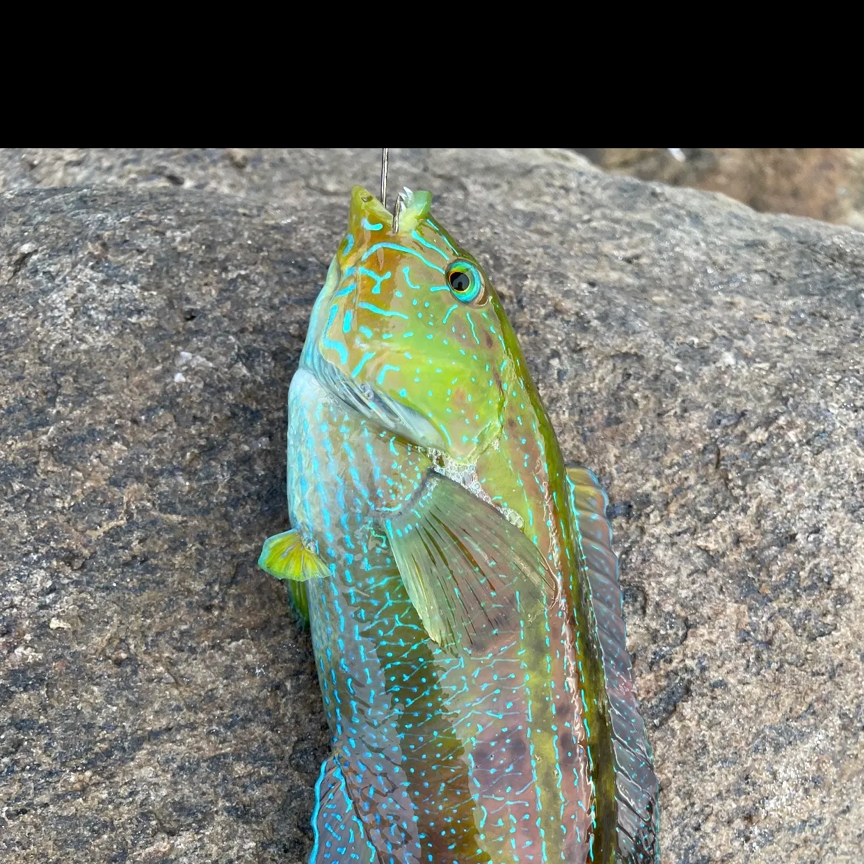 The most recent Ember parrotfish catches on Fishbrain