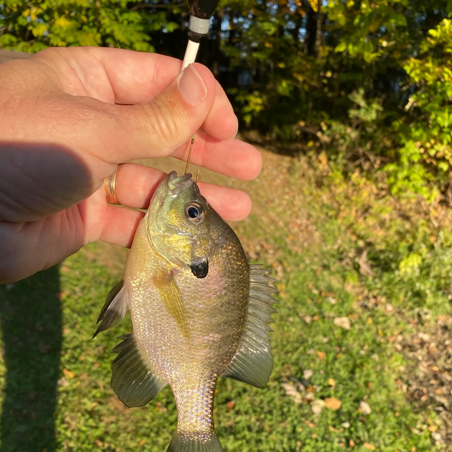 Bluegill caught on Fishbrain