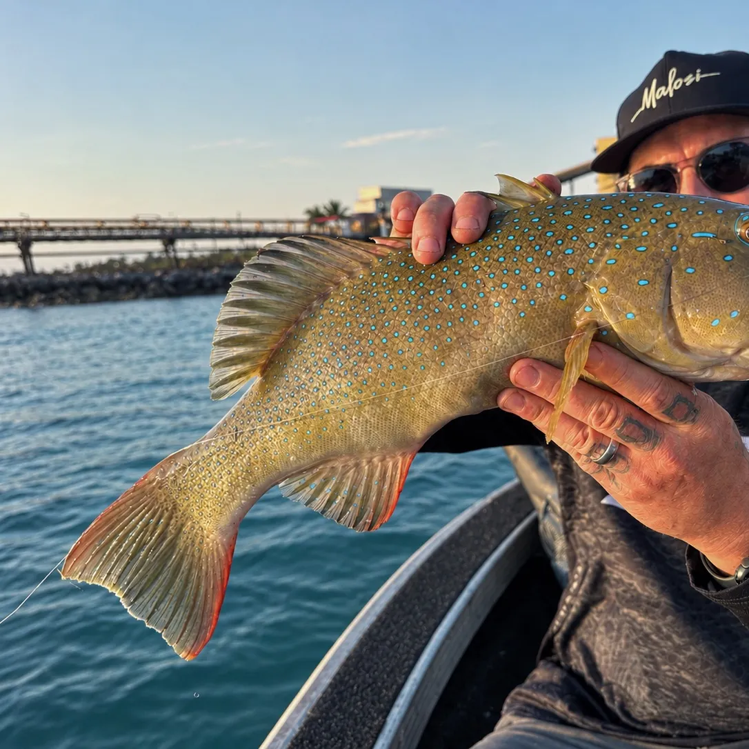 The most recent Highfin coralgrouper catches on Fishbrain