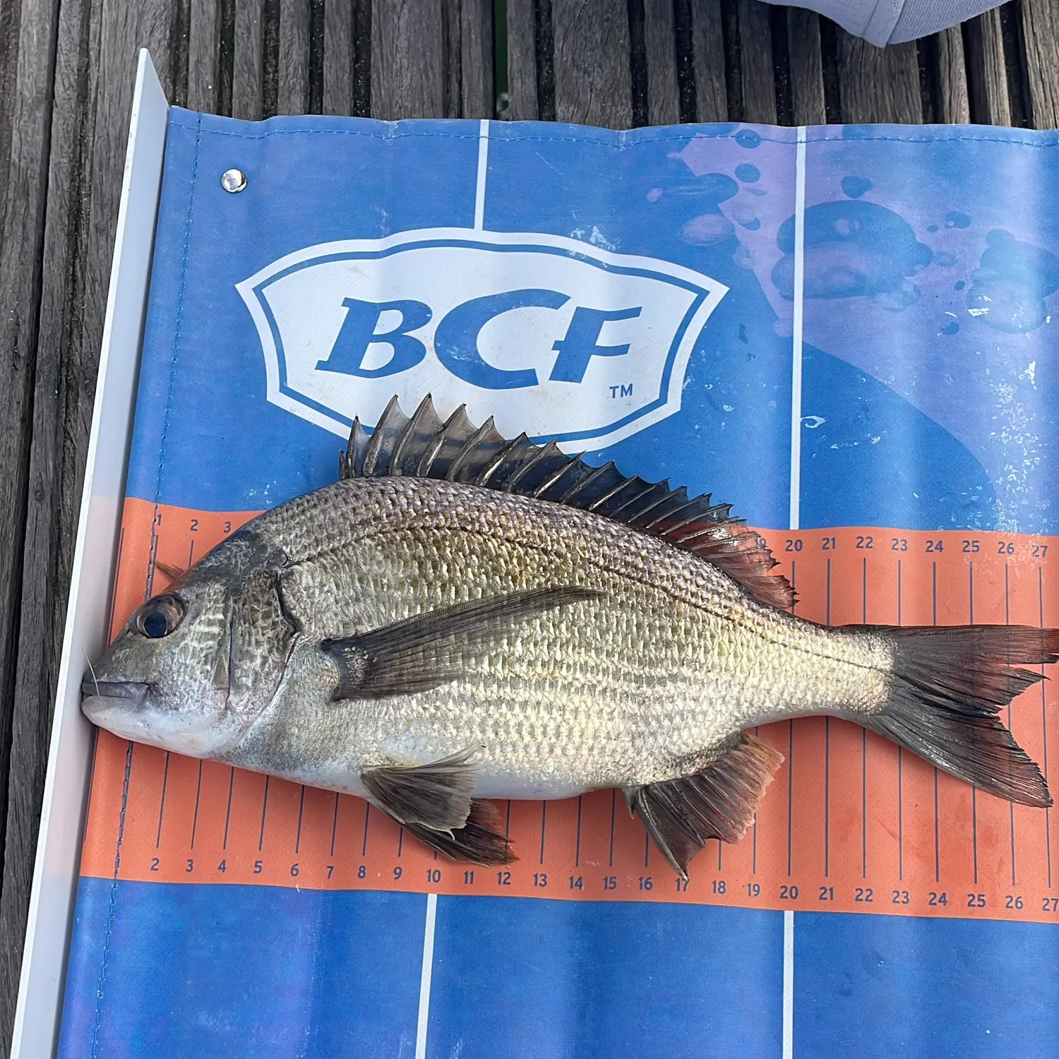 The most recent Southern black bream catches on Fishbrain