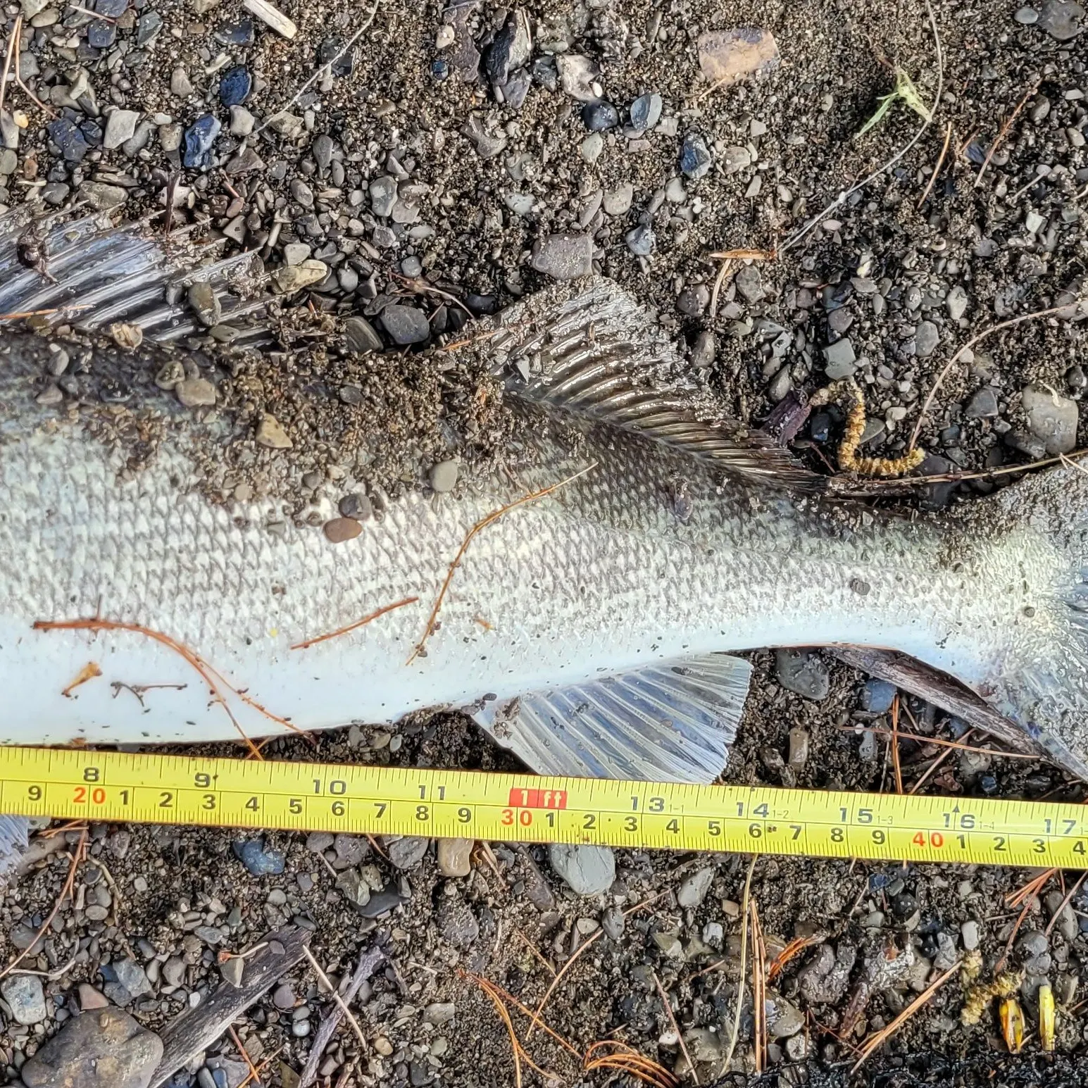 The most recent Walleye catches on Fishbrain
