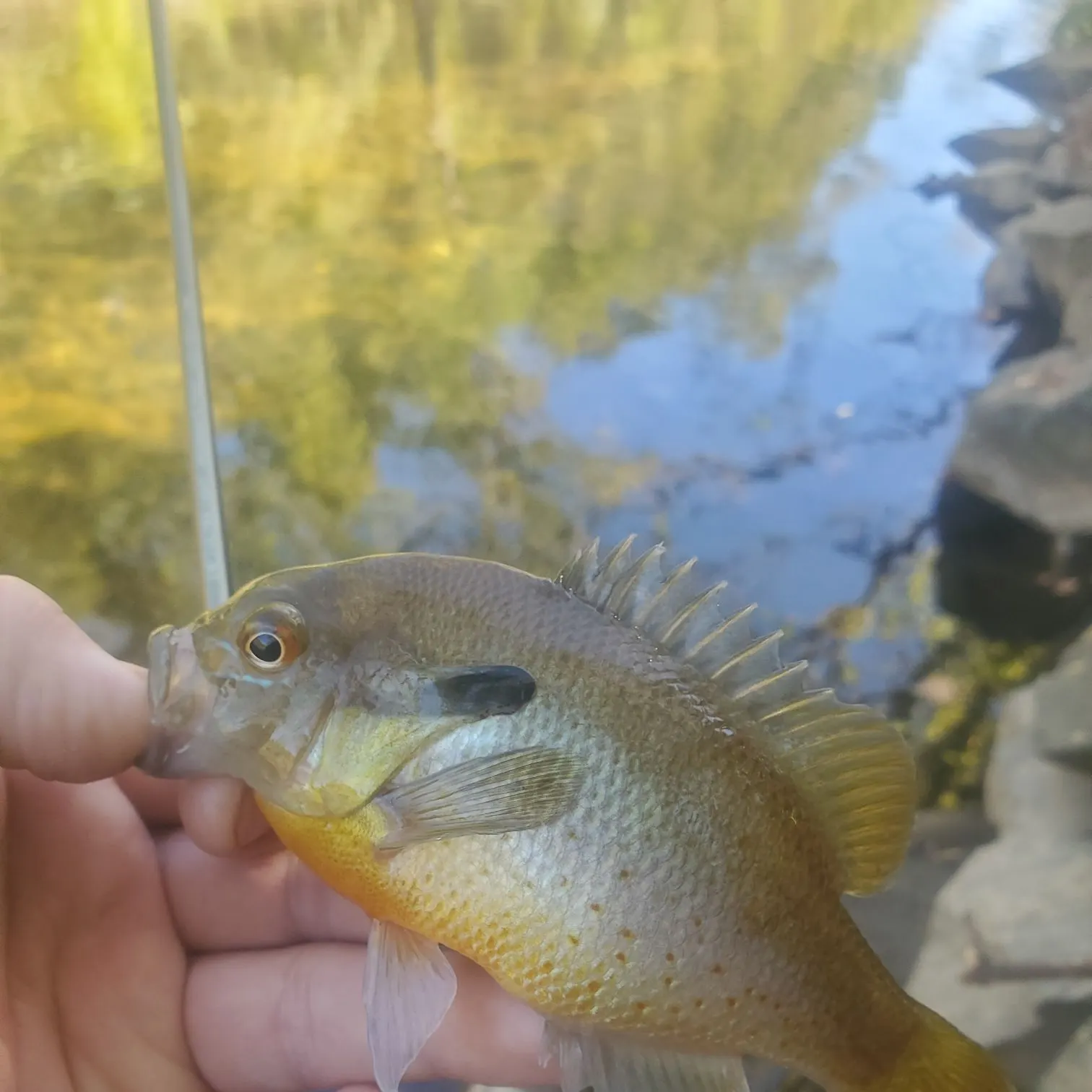 Redbreast sunfish caught on Fishbrain