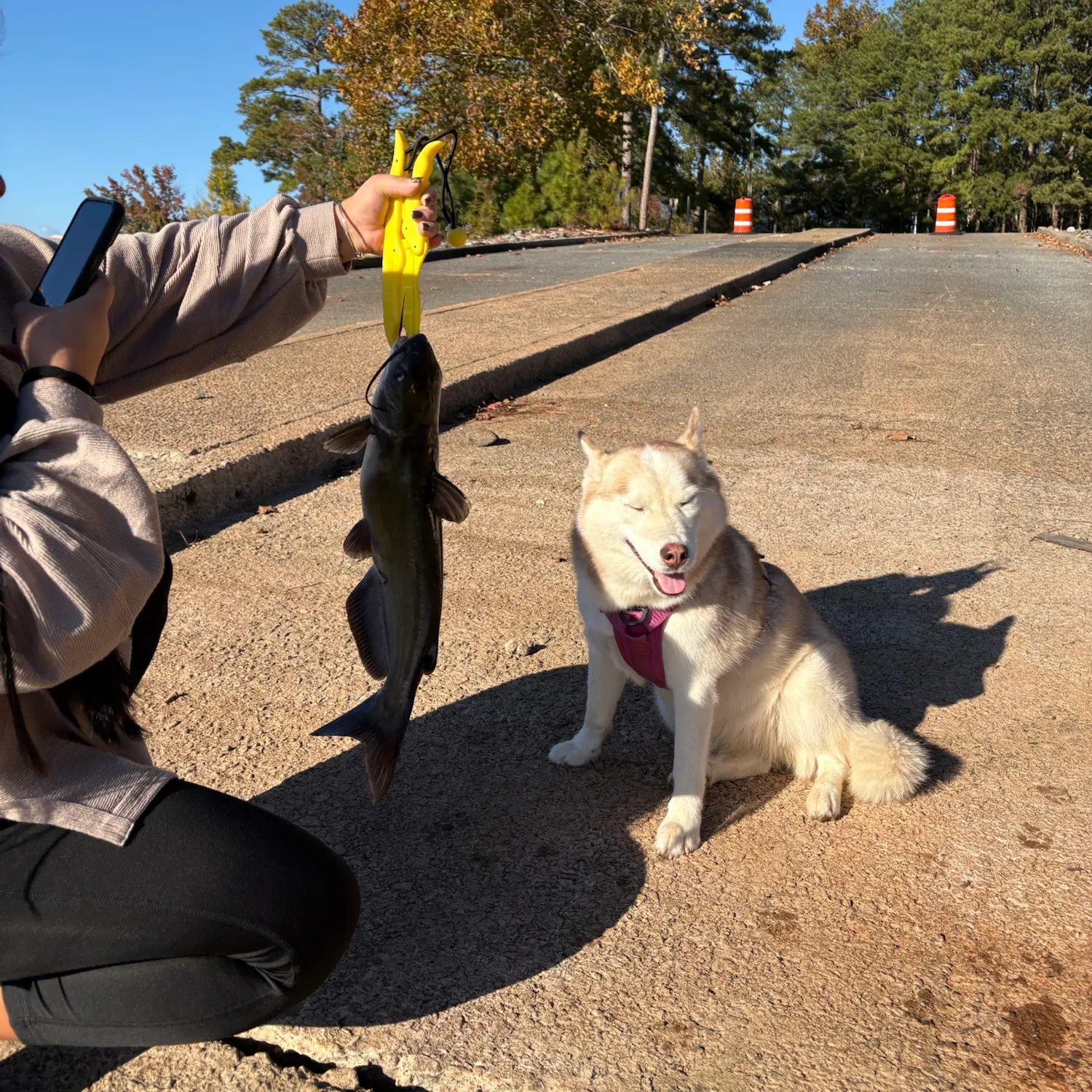 Channel catfish caught on Fishbrain