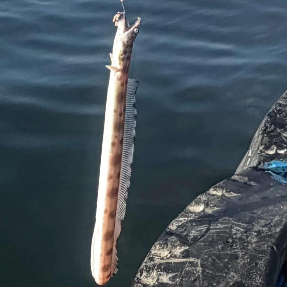Tiger snake eel caught on Fishbrain