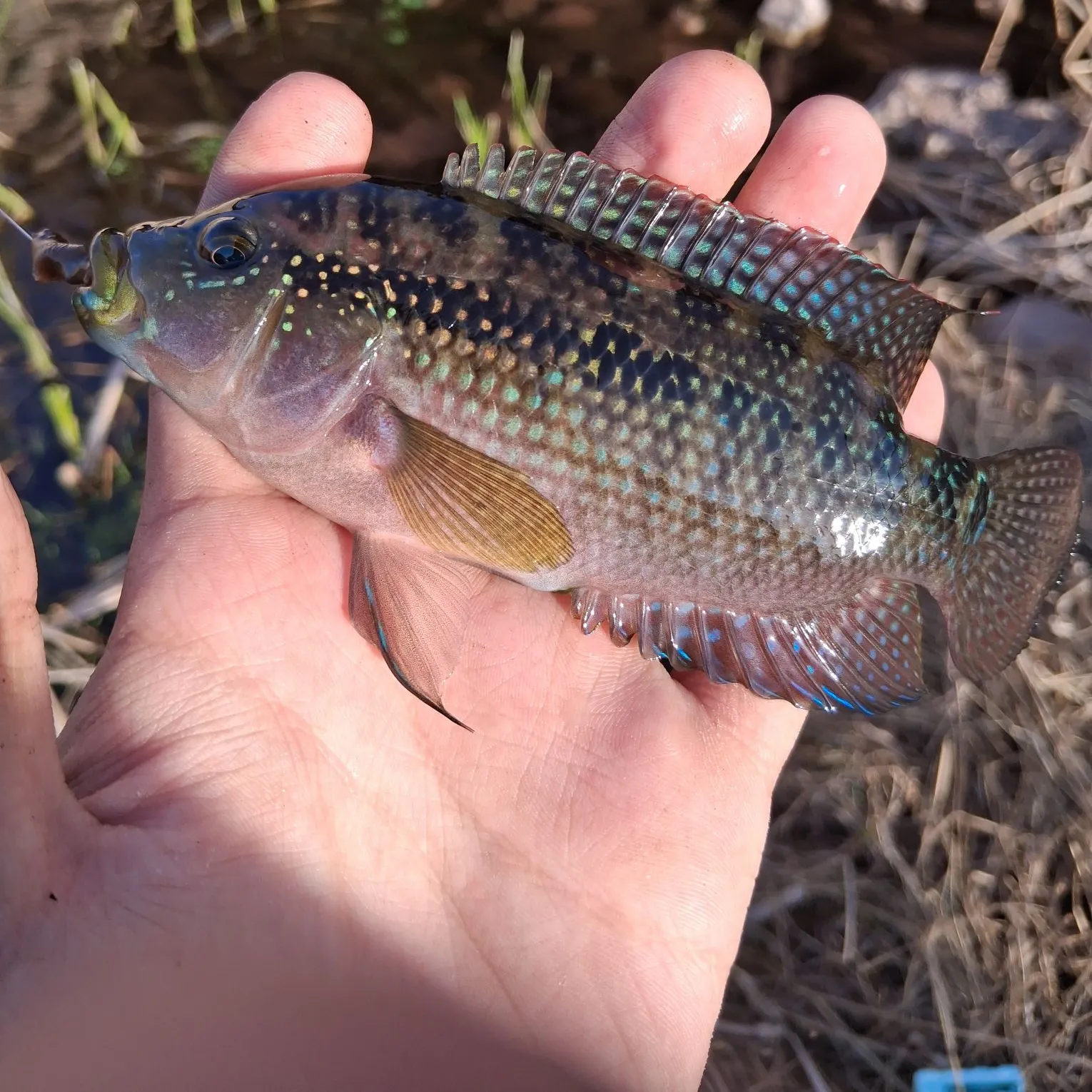 The most recent Jack Dempsey cichlid catches on Fishbrain