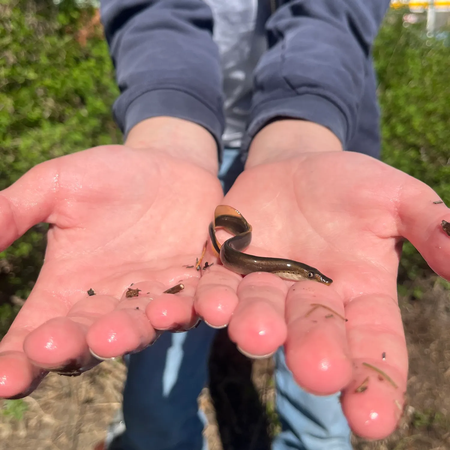 The most recent European brook lamprey catches on Fishbrain