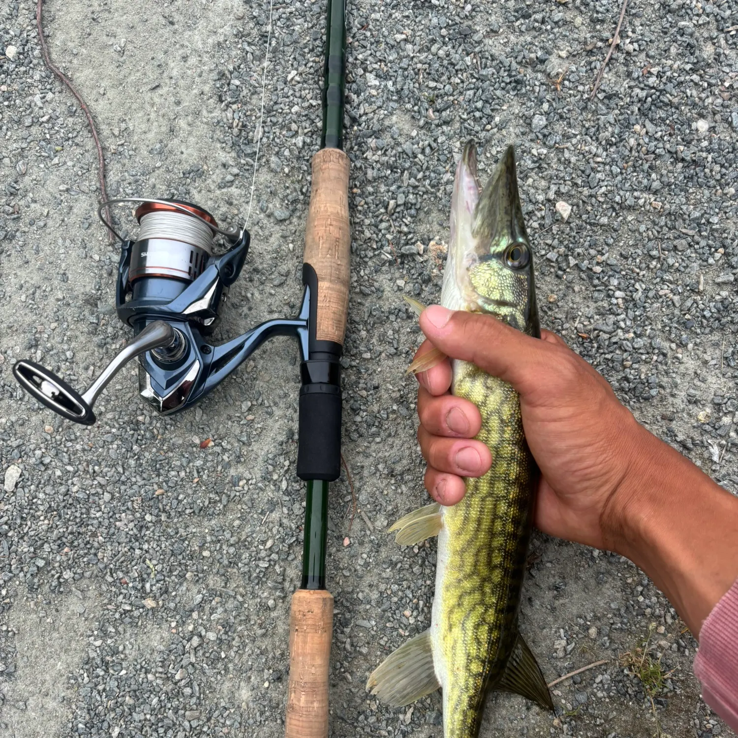 recently logged catches