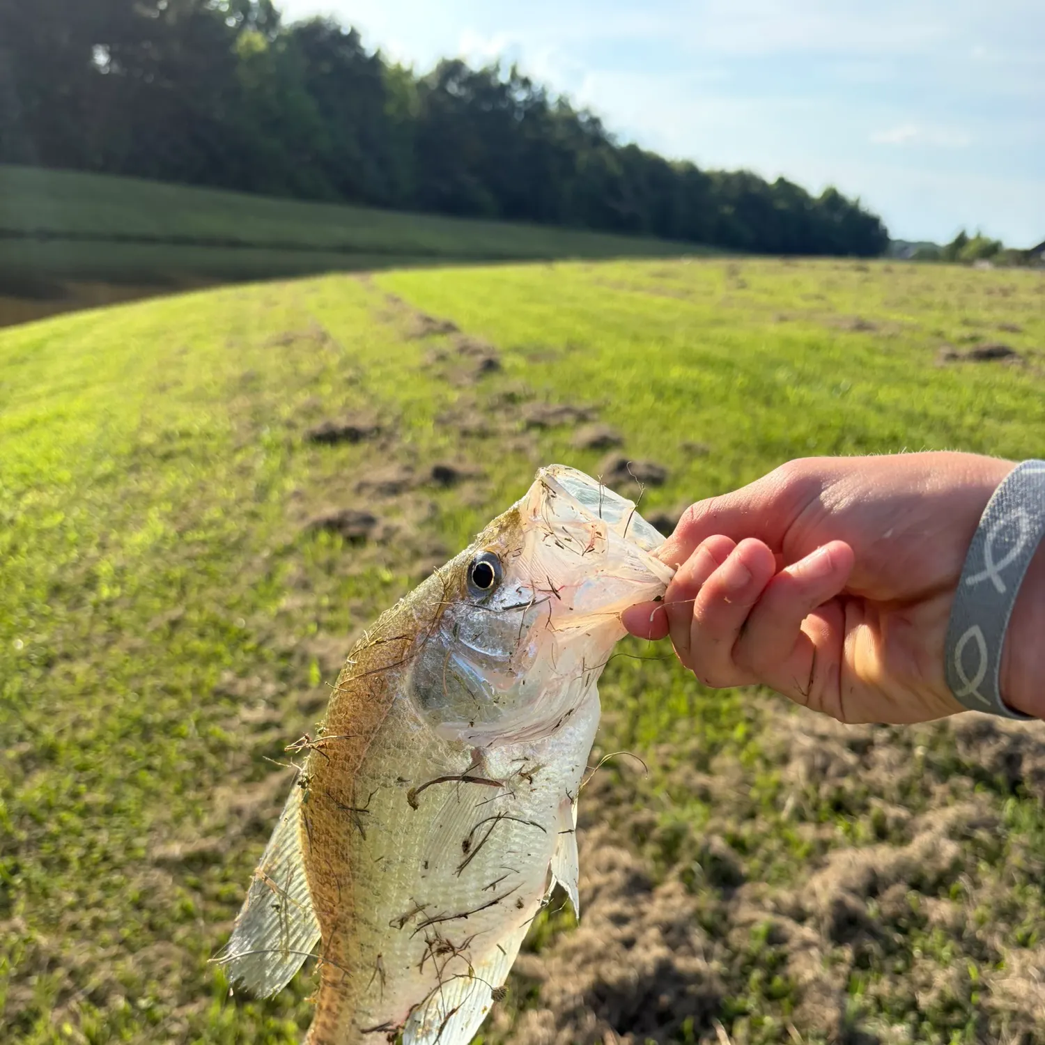 White crappie caught on Fishbrain