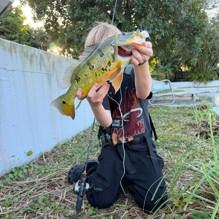 The most recent Butterfly peacock bass catches on Fishbrain