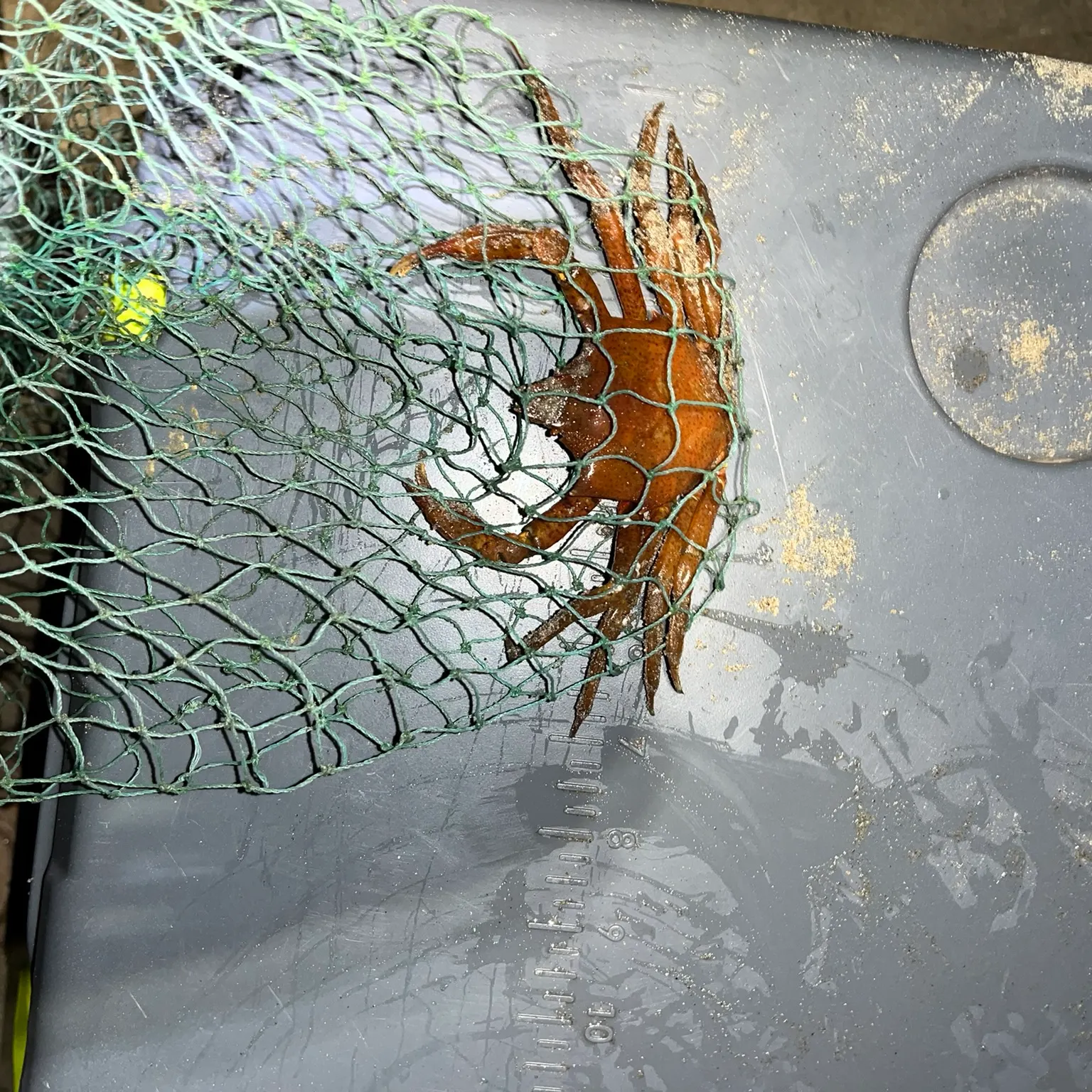 The most recent Northern kelp crab catches on Fishbrain