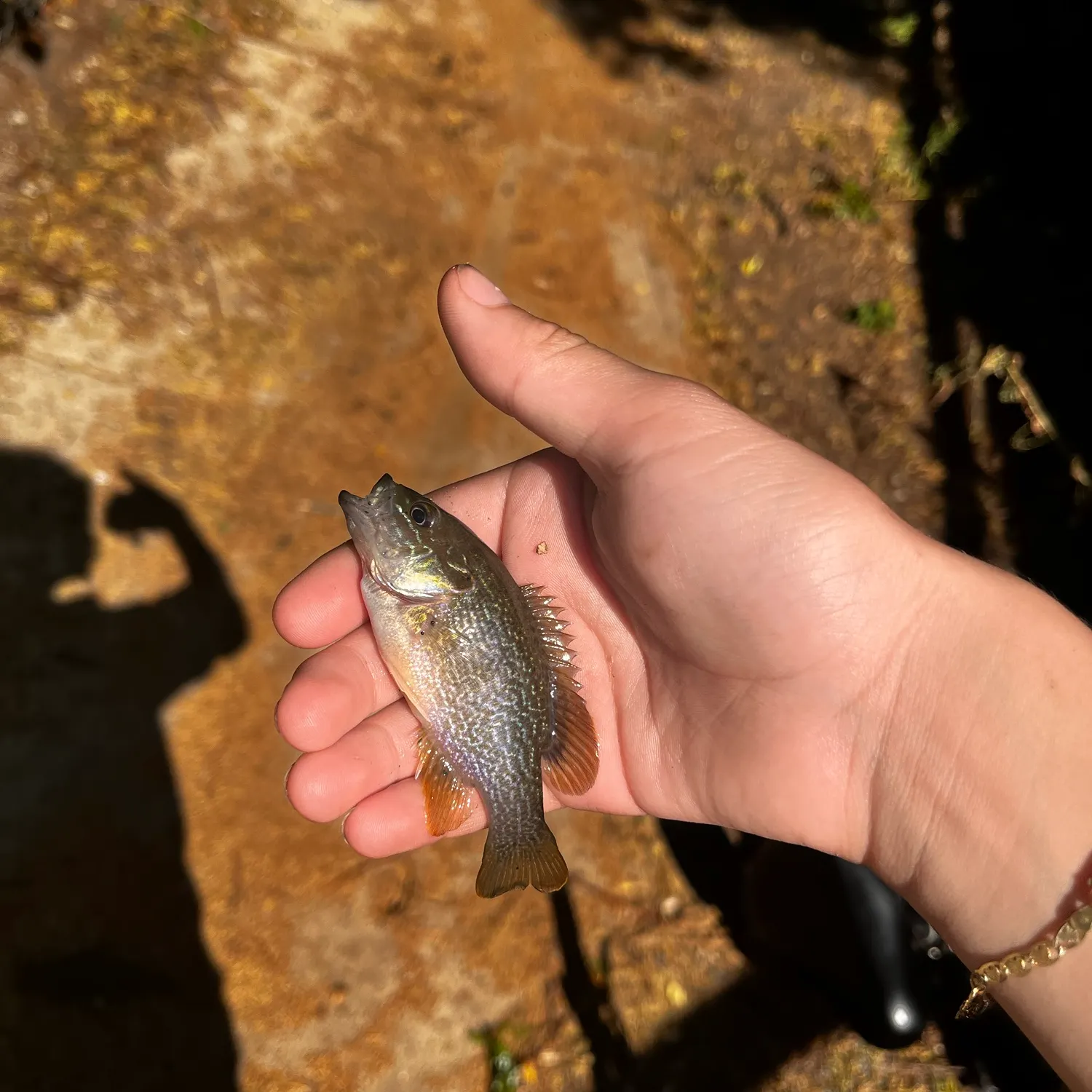Green sunfish caught on Fishbrain