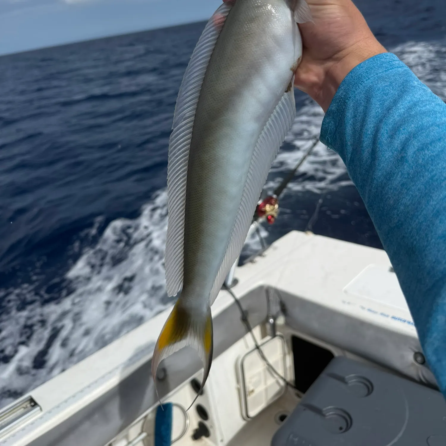 The most recent Sand tilefish catches on Fishbrain