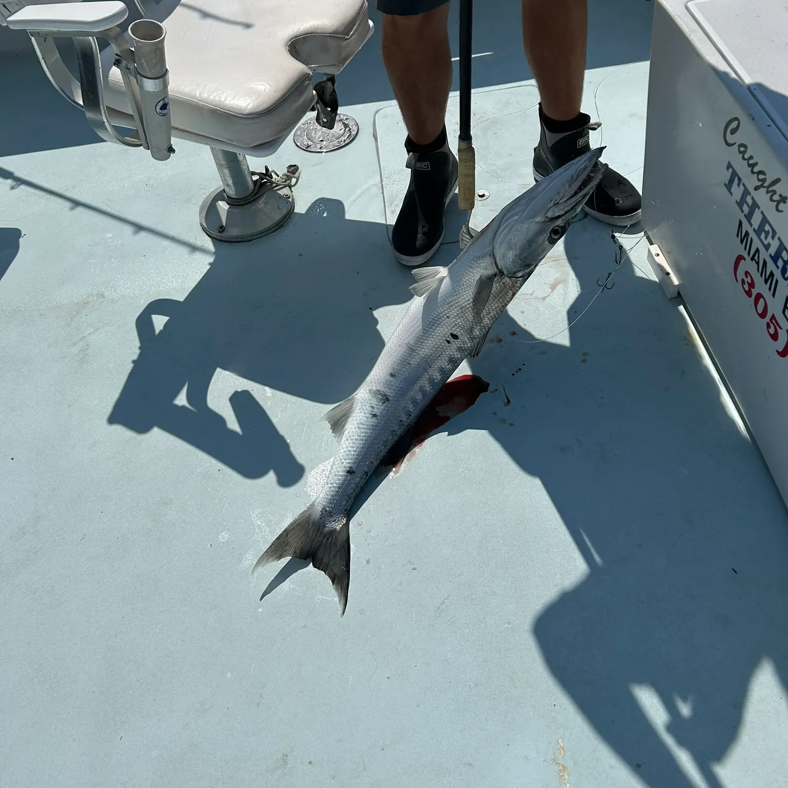 The most recent Great barracuda catches on Fishbrain