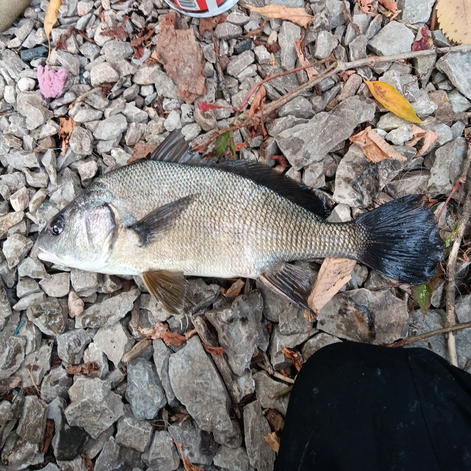 Freshwater drum caught on Fishbrain