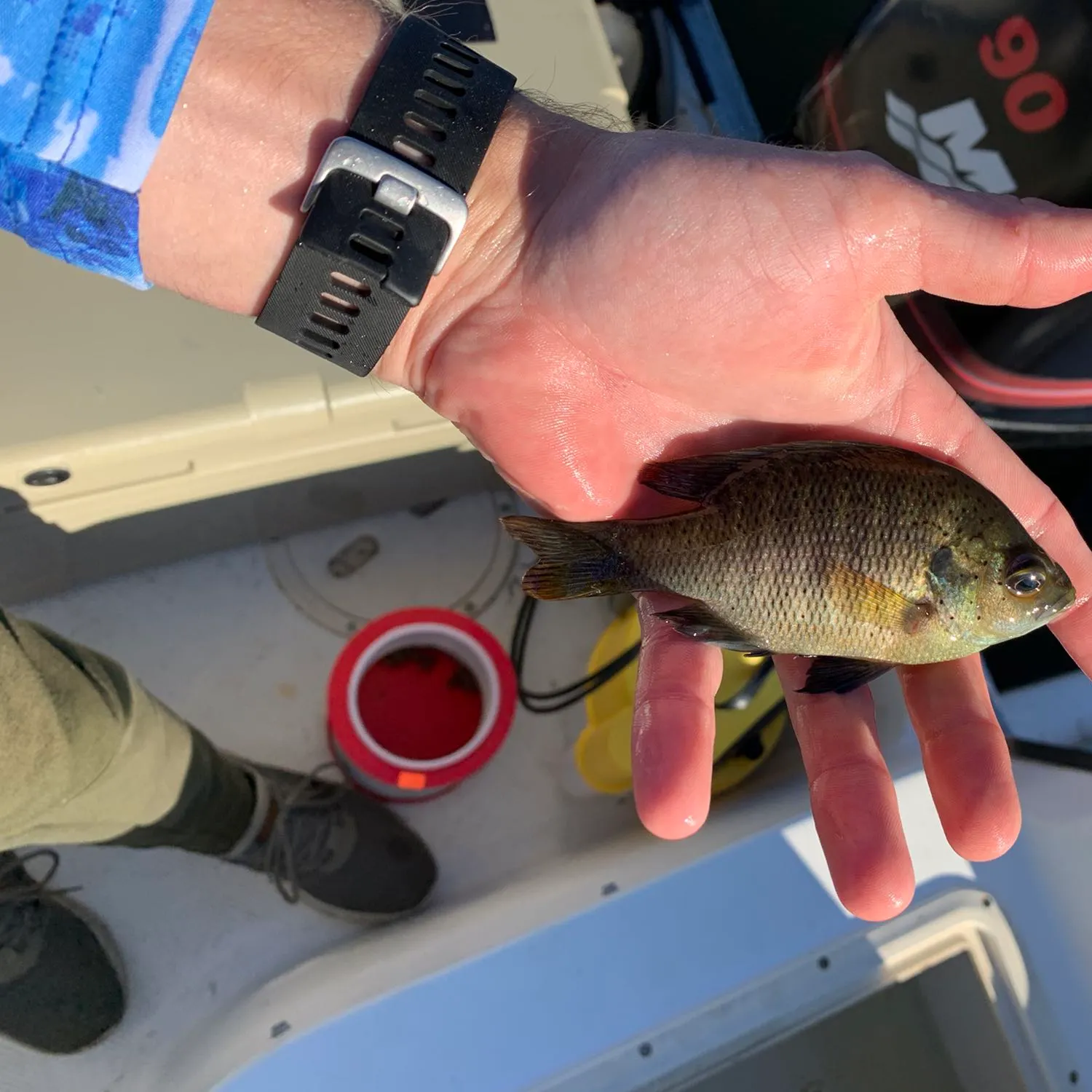 recently logged catches