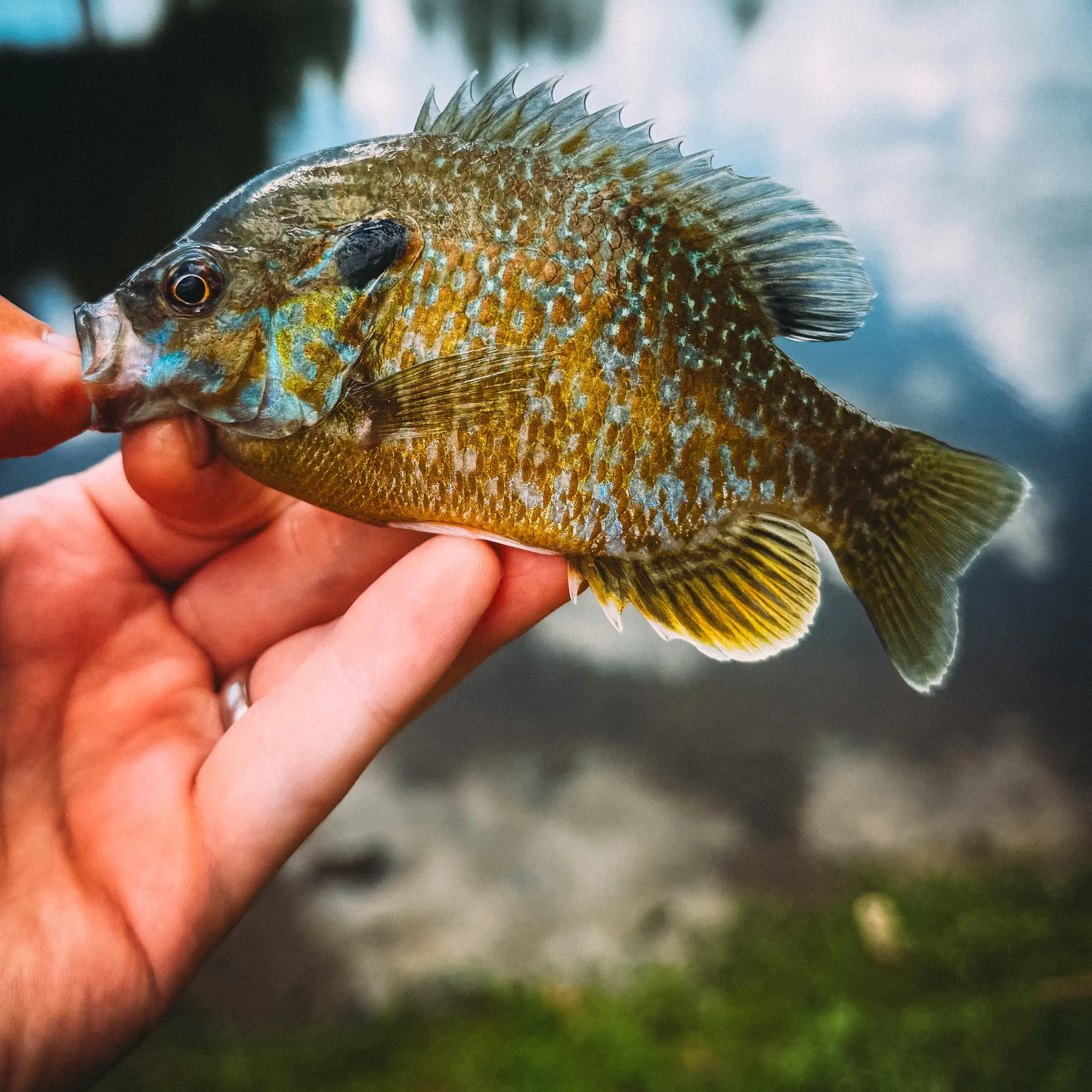 The most recent Green sunfish catches on Fishbrain