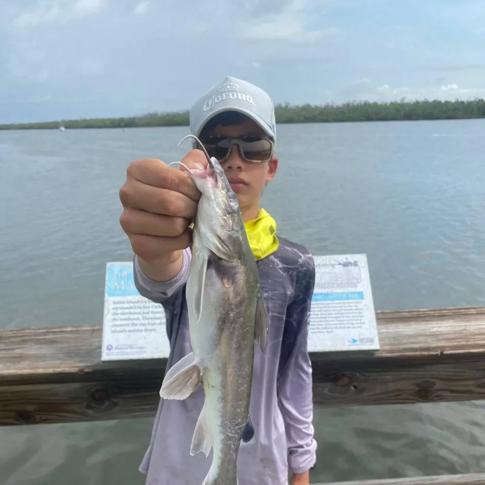 The most recent Hardhead sea catfish catches on Fishbrain