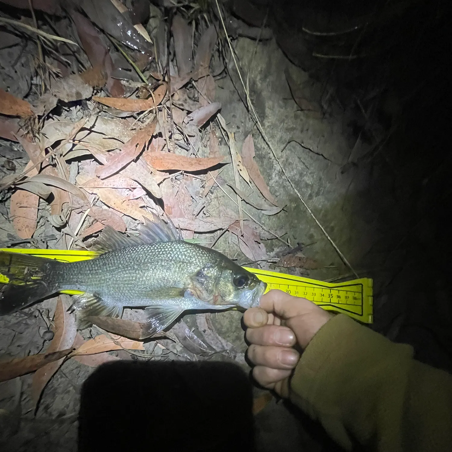 The most recent Australian bass catches on Fishbrain