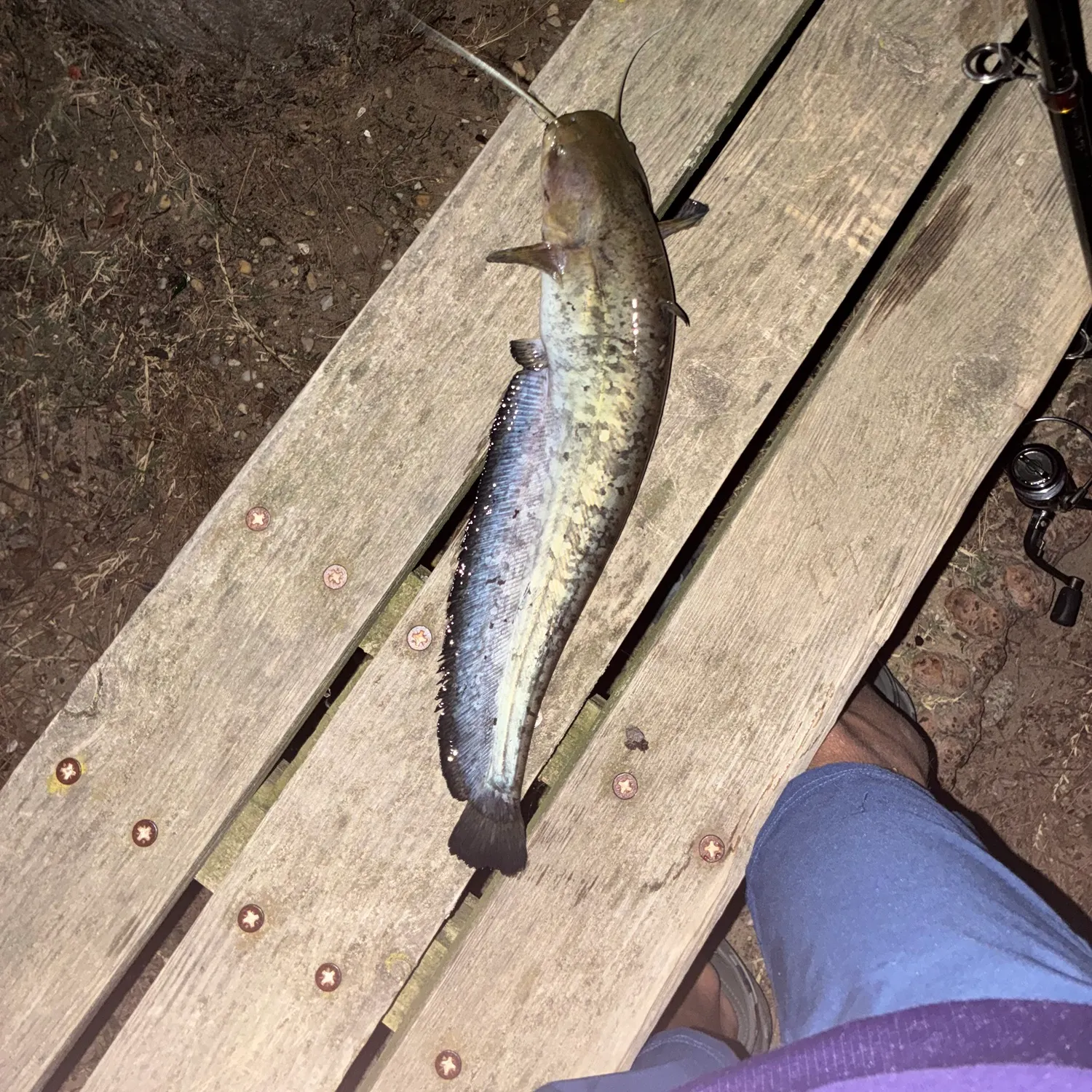 Wels catfish caught on Fishbrain