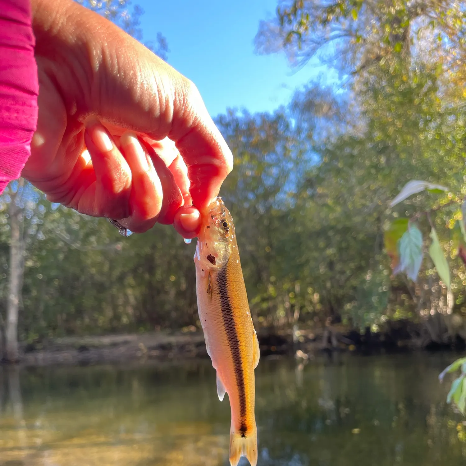 Creek chub caught on Fishbrain
