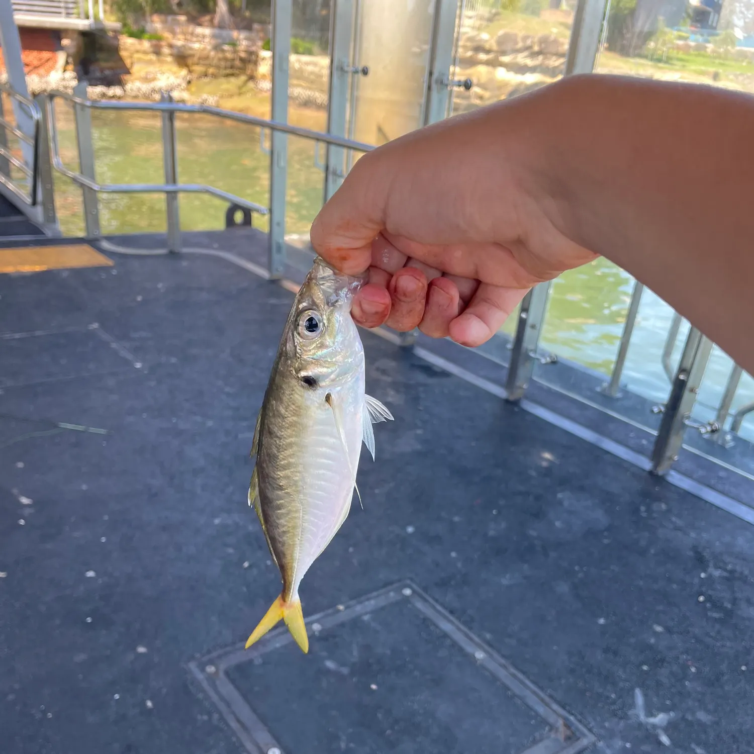 The most recent Yellowtail scad catches on Fishbrain