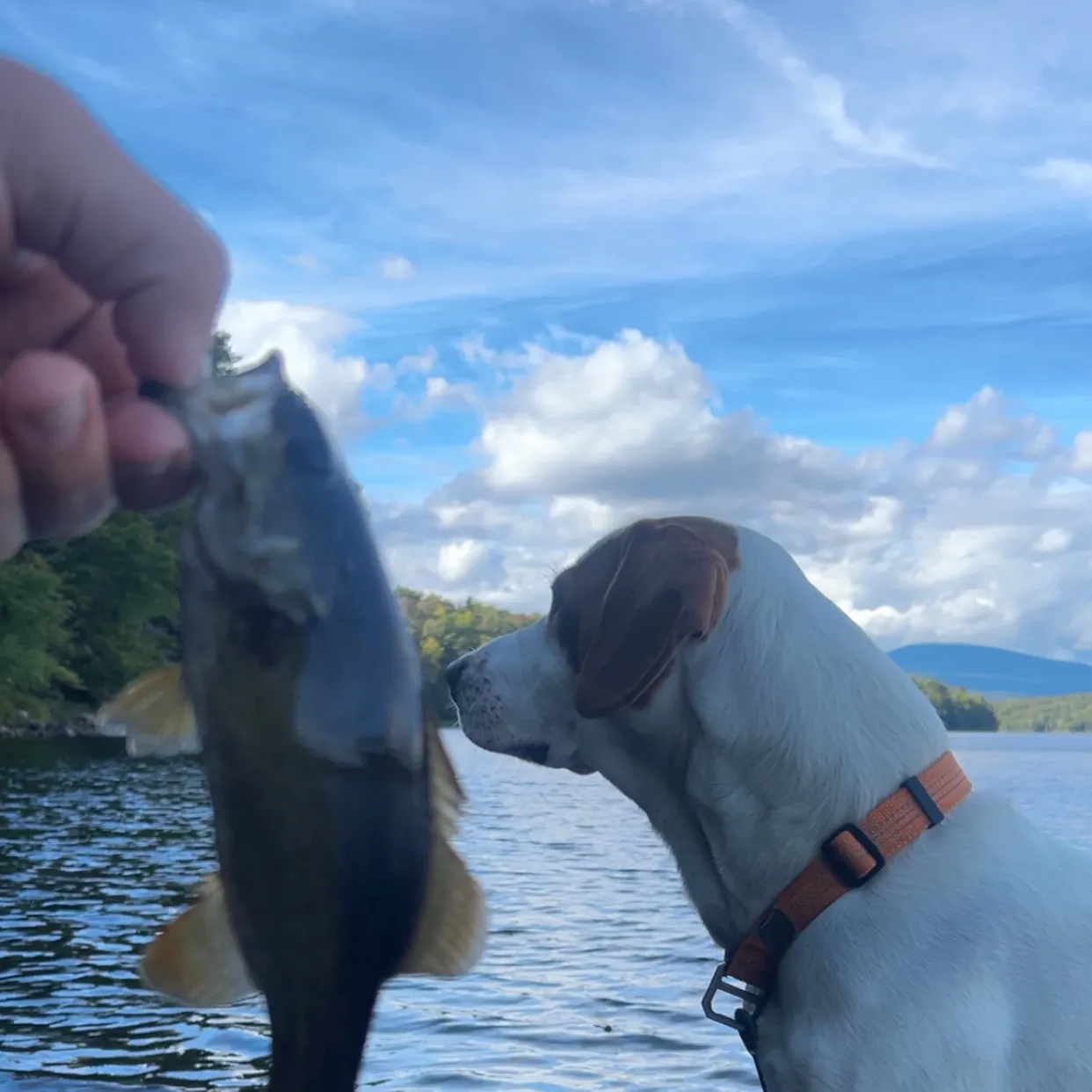 Smallmouth bass caught on Fishbrain