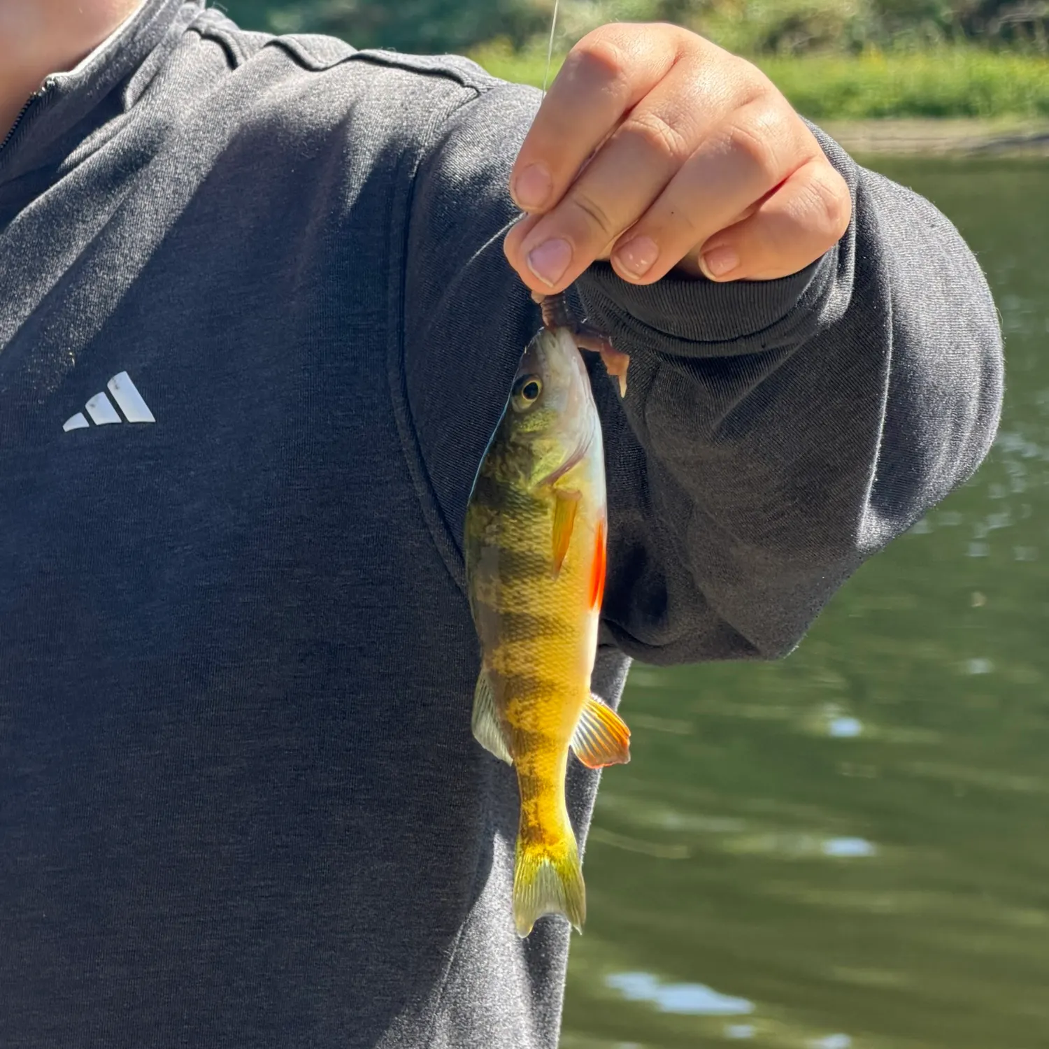 Yellow perch caught on Fishbrain