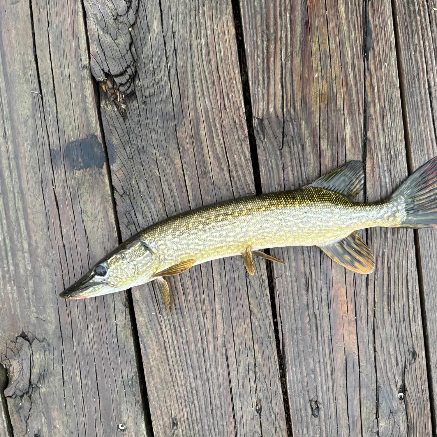 Northern pike caught on Fishbrain