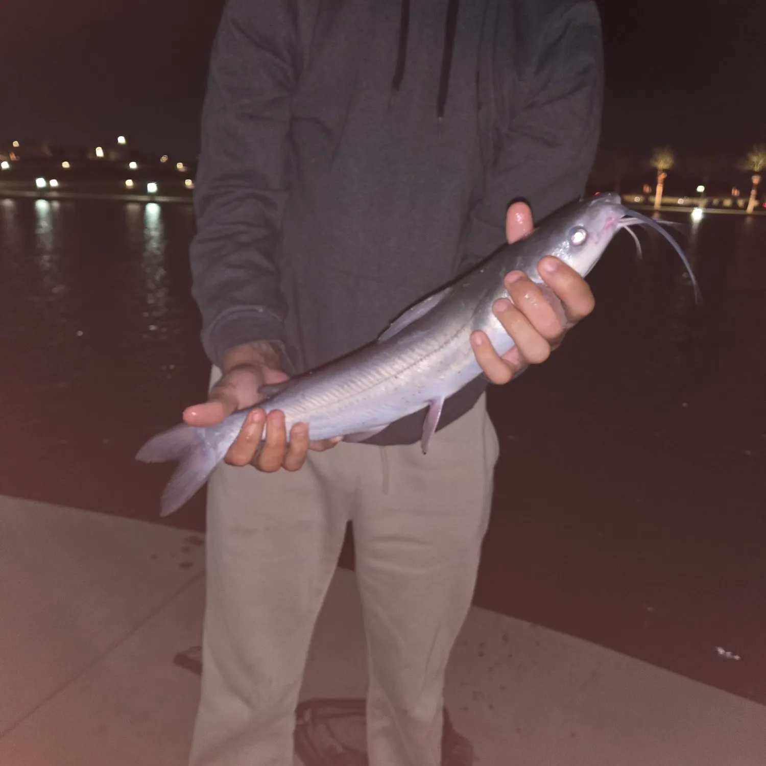 Channel catfish caught on Fishbrain