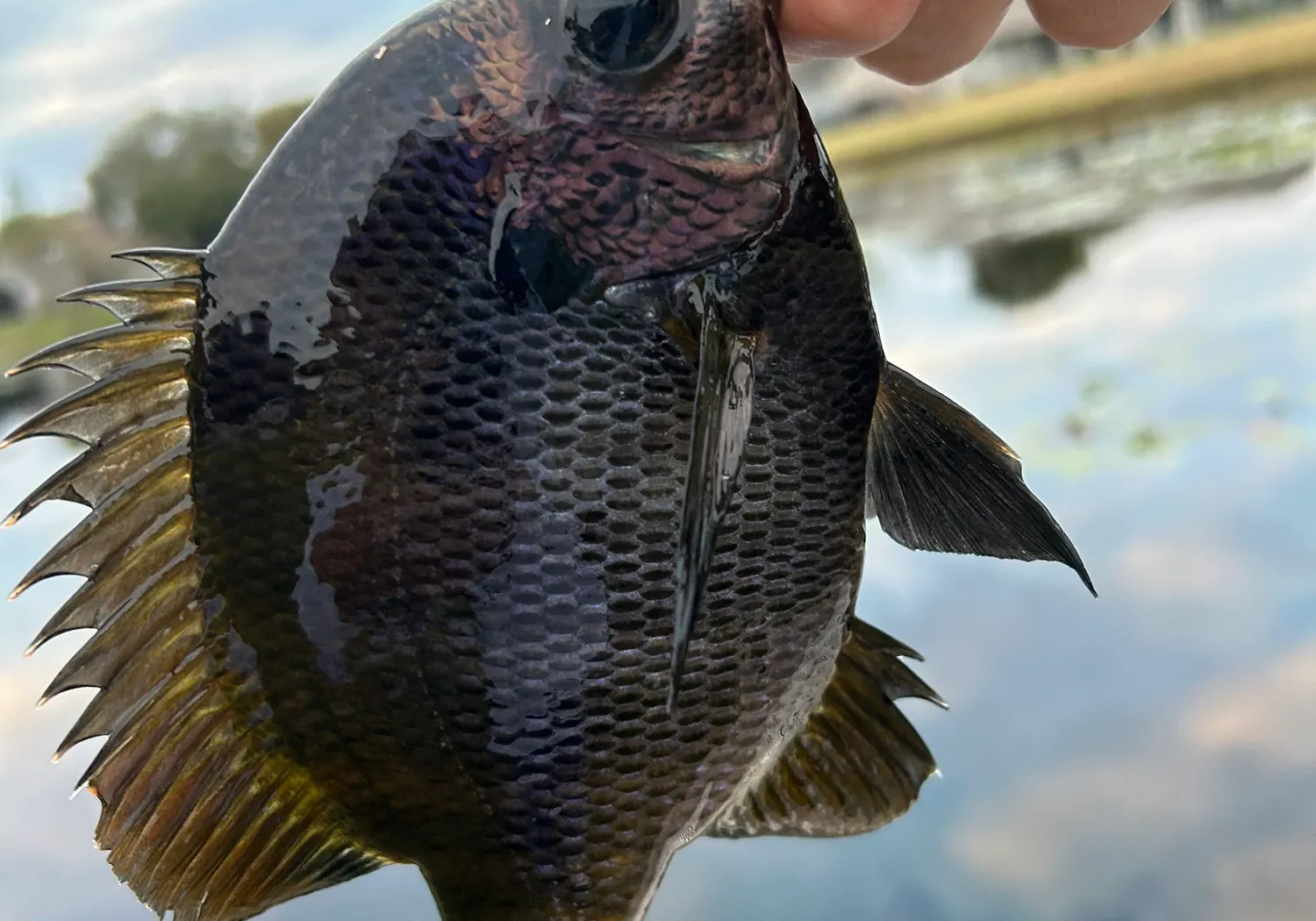 Coppernose bluegill