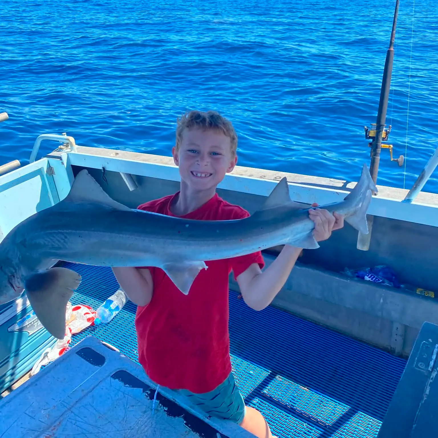 Gummy shark caught on Fishbrain