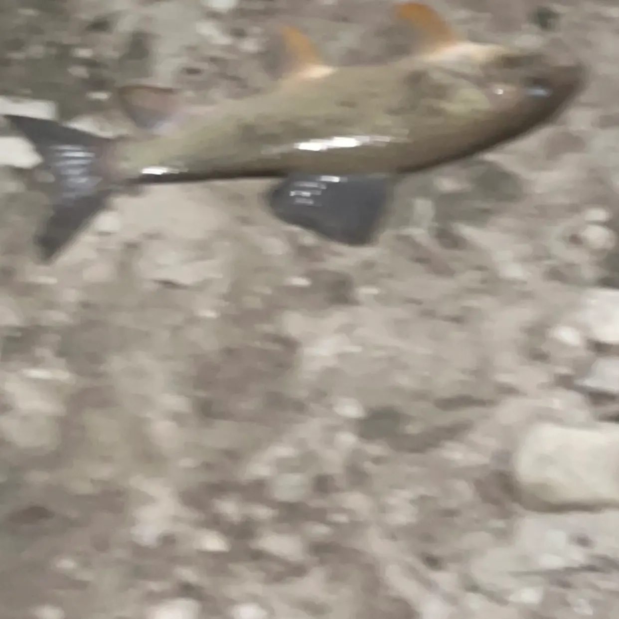 The most recent Common carp catches on Fishbrain