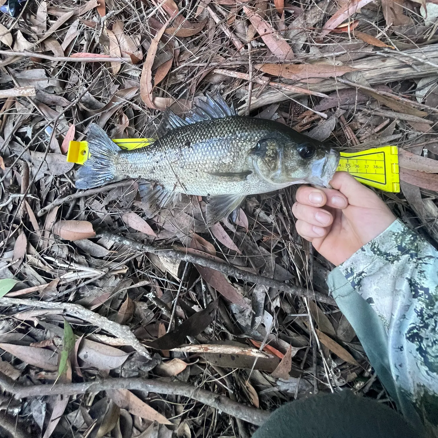 The most recent Australian bass catches on Fishbrain