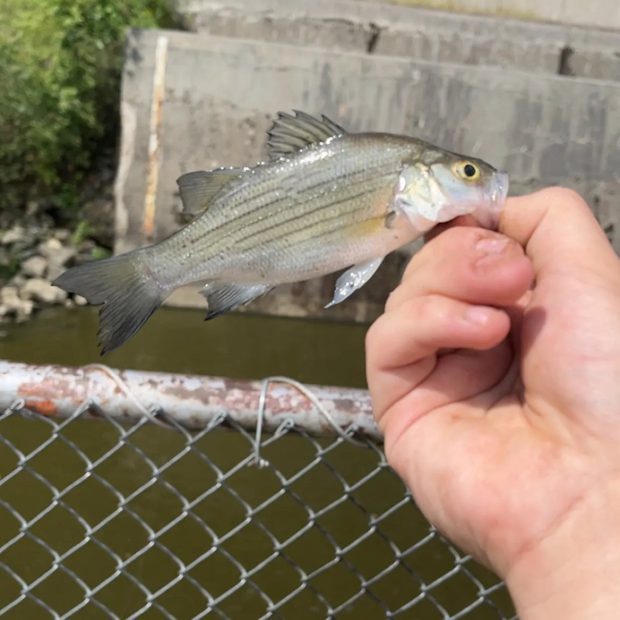 White bass caught on Fishbrain