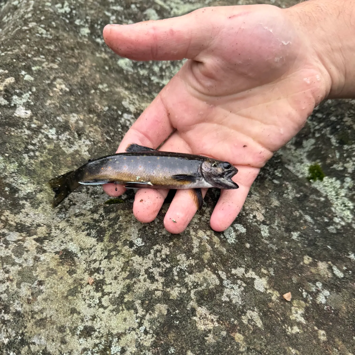 Brook trout caught on Fishbrain