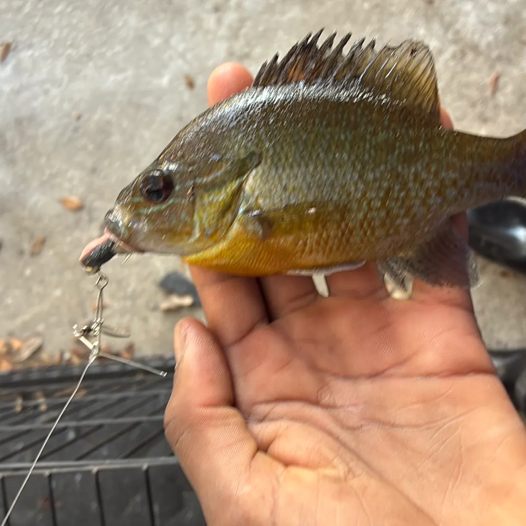 The most recent Greengill hybrid catches on Fishbrain