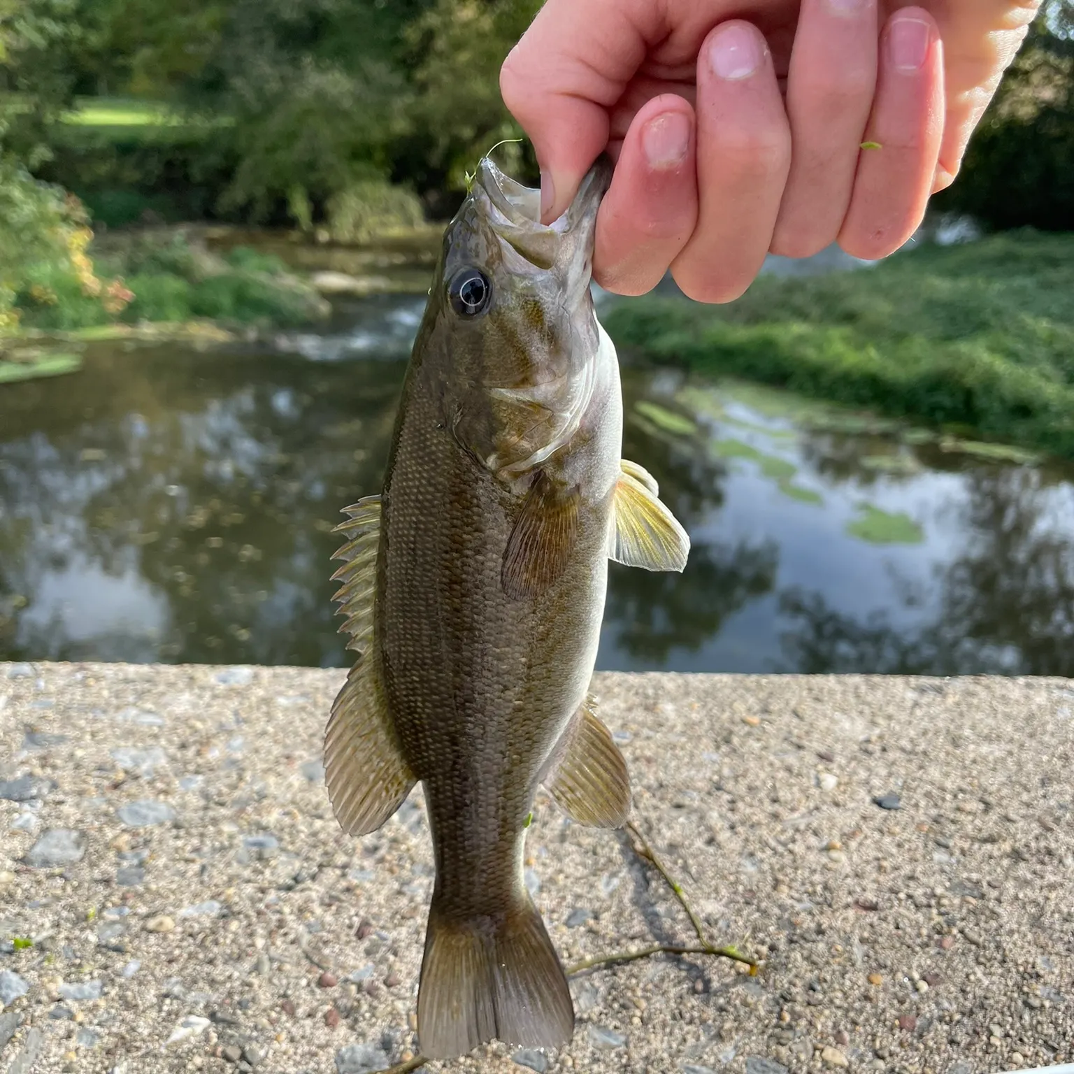 The most recent Smallmouth bass catches on Fishbrain