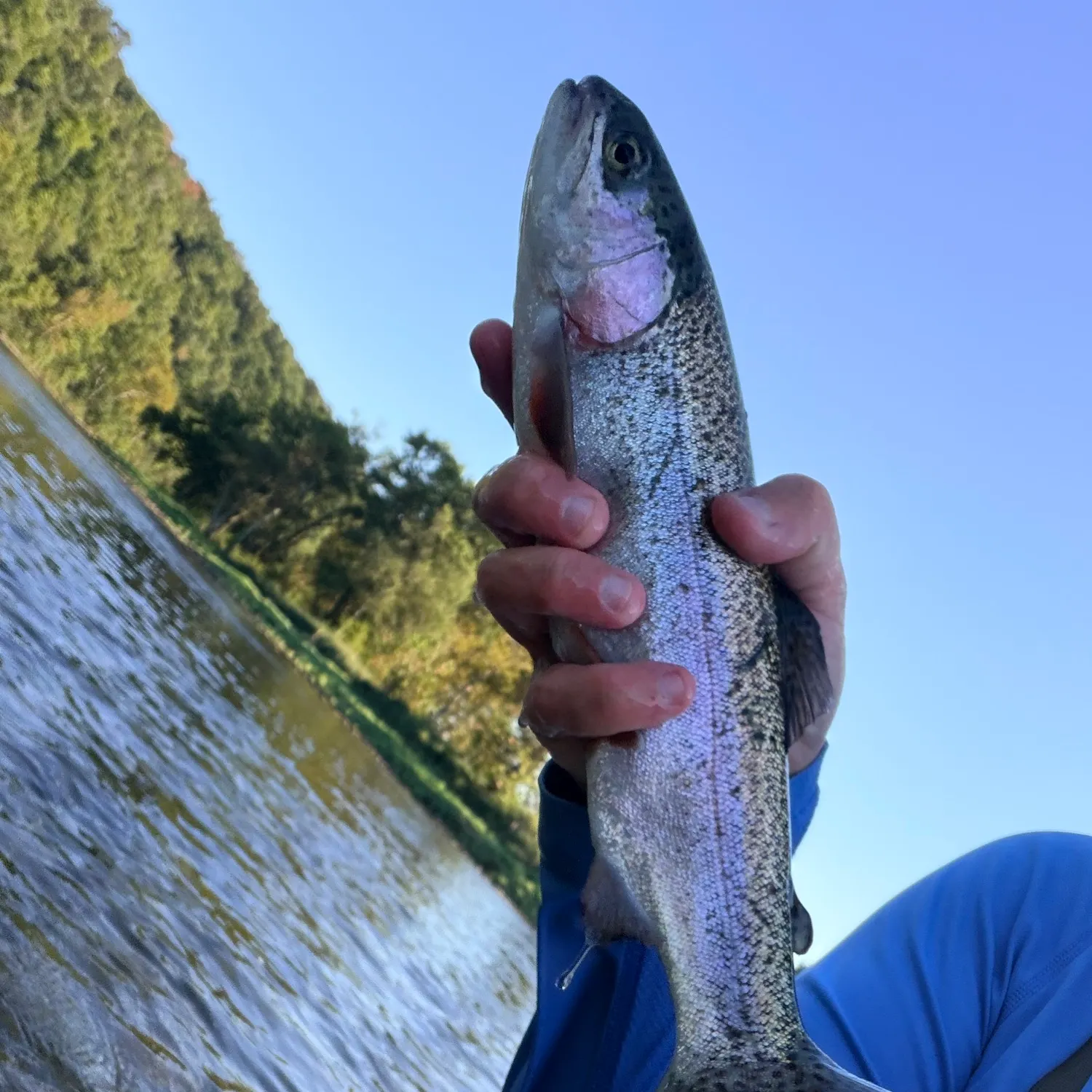 Rainbow trout caught on Fishbrain