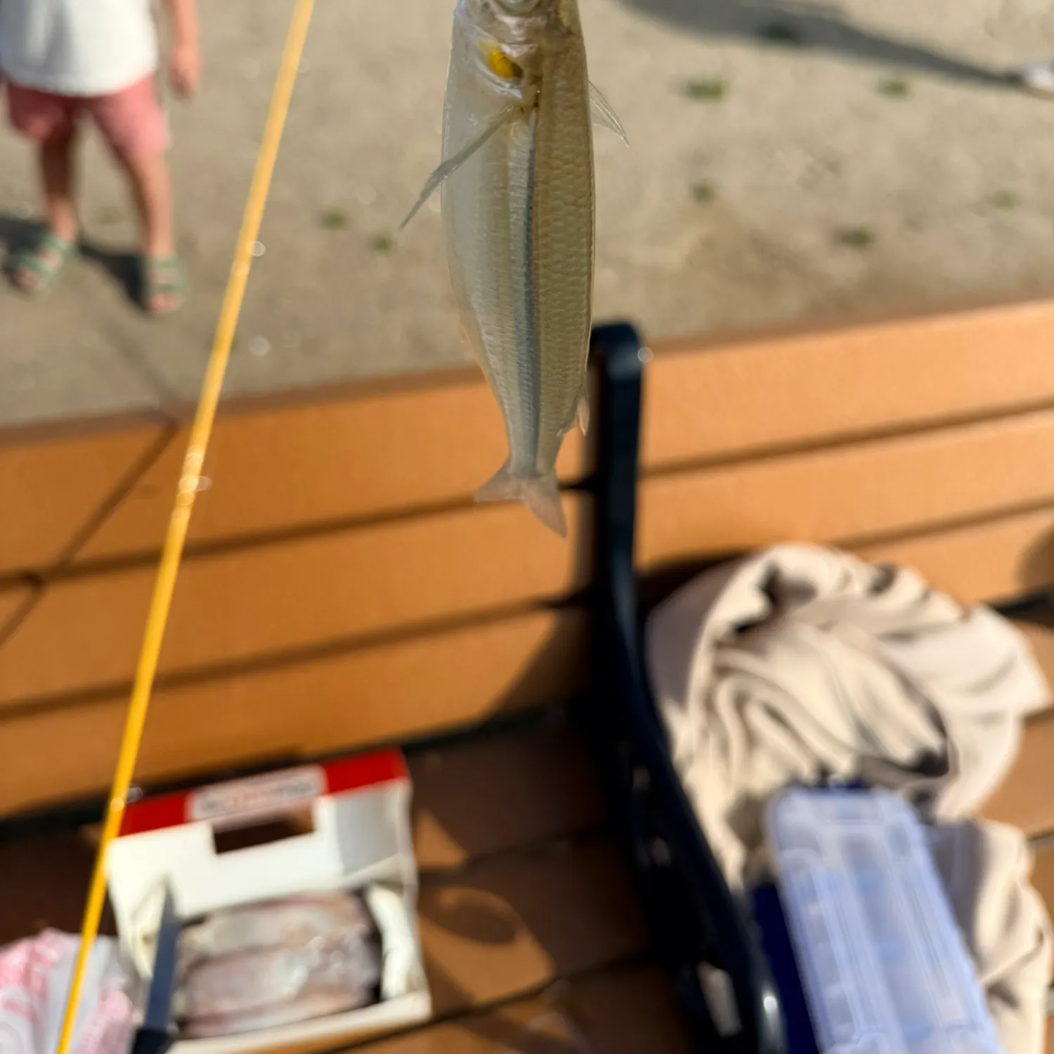 The most recent Topsmelt silverside catches on Fishbrain