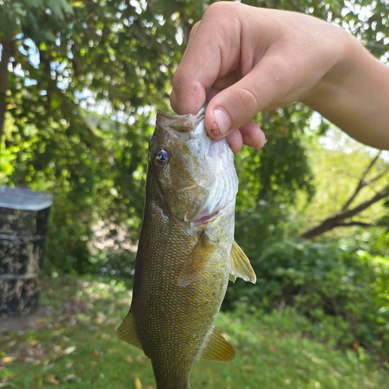 Smallmouth bass caught on Fishbrain